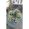 2142. Sansevieria Sayang 5 Pcs