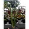 2039. Sansevieria Scewrenfortii Variegated