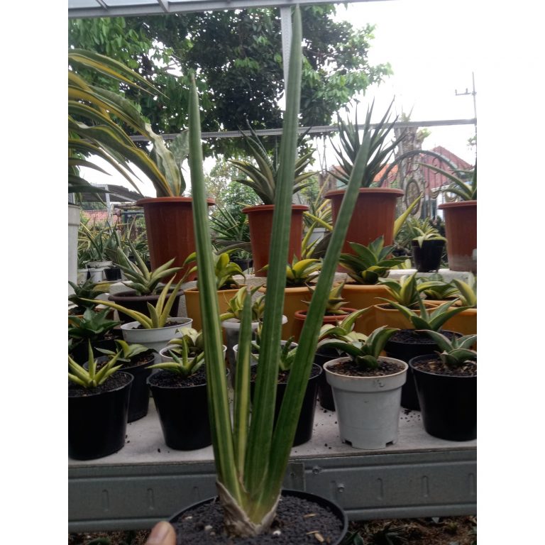 2039. Sansevieria Scewrenfortii Variegated