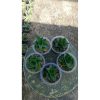 2147. Sansevieria Sheilla 5 Pcs