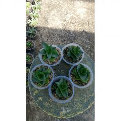 2147. Sansevieria Sheilla 5 Pcs