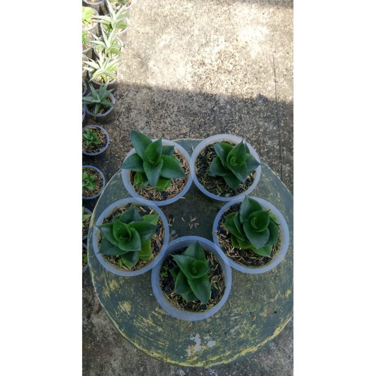2147. Sansevieria Sheilla 5 Pcs