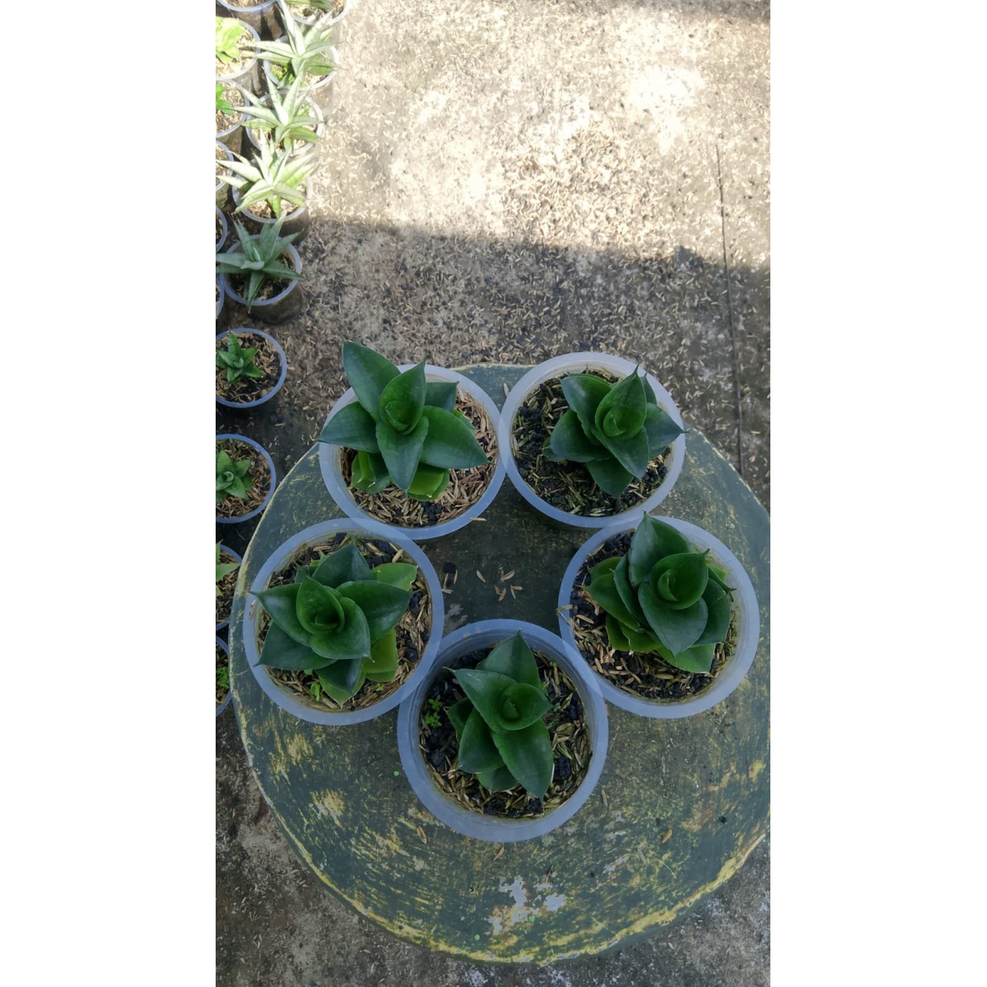 2147. Sansevieria Sheilla 5 Pcs