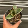 1634. Sansevieria Scimi Silver