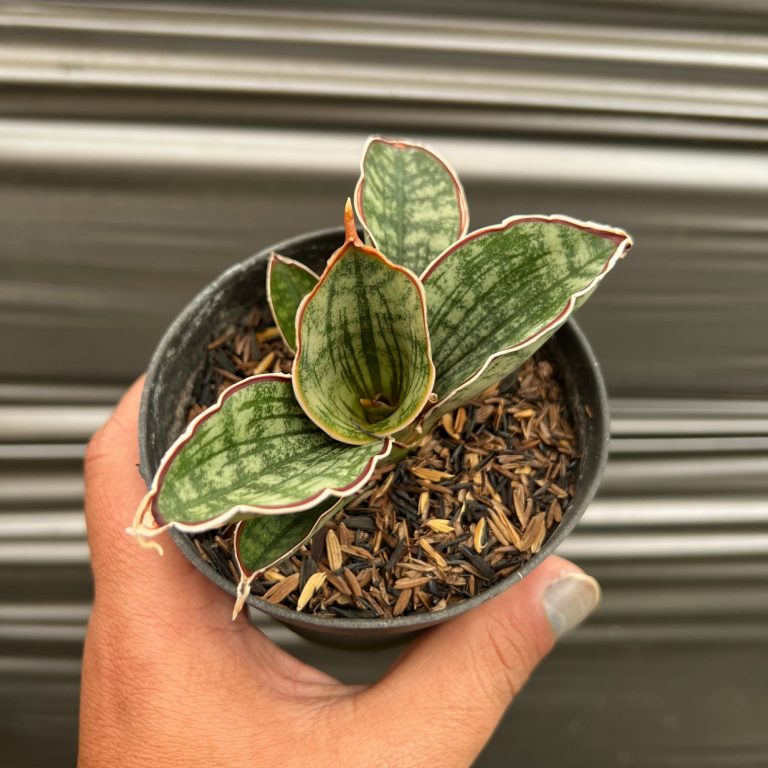 1634. Sansevieria Scimi Silver