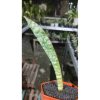 2223. Sansevieria Scimi Silver Size 20 Cm