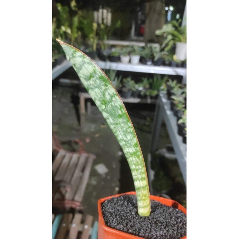 2223. Sansevieria Scimi Silver Size 20 Cm
