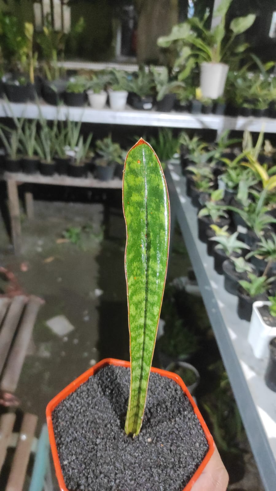 2223. Sansevieria Scimi Silver Size 20 Cm - Image 2