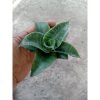 2184. Sansevieria Sengkuni
