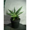 1863. Sansevieria Senja
