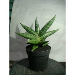 1863. Sansevieria Senja