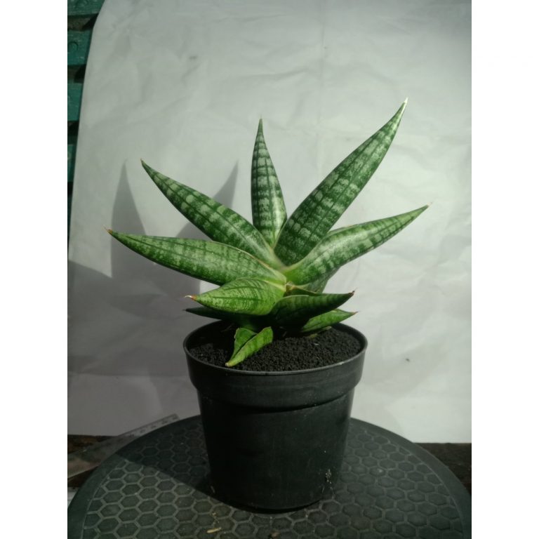 1863. Sansevieria Senja