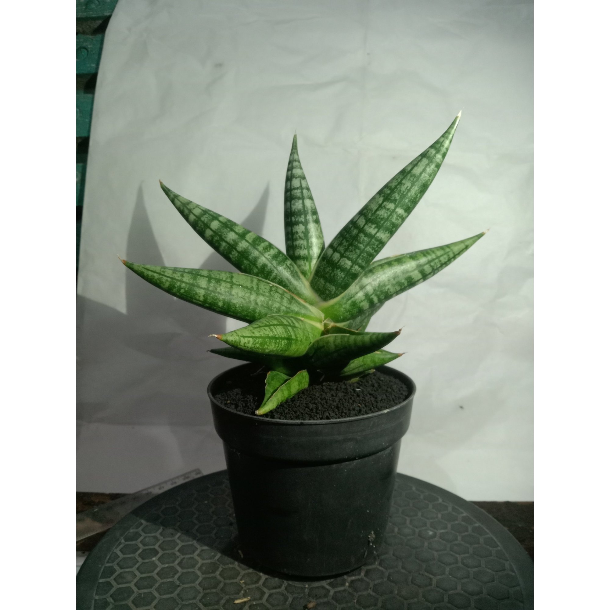 1863. Sansevieria Senja