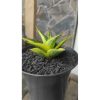 1945. Sansevieria Senopati Variegated