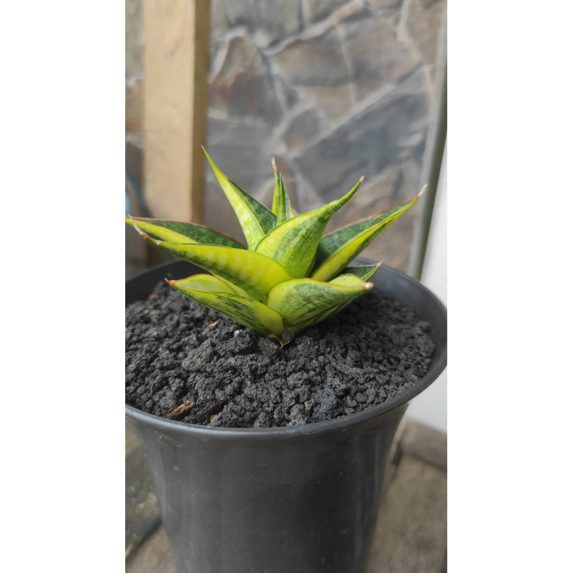 1945. Sansevieria Senopati Variegated