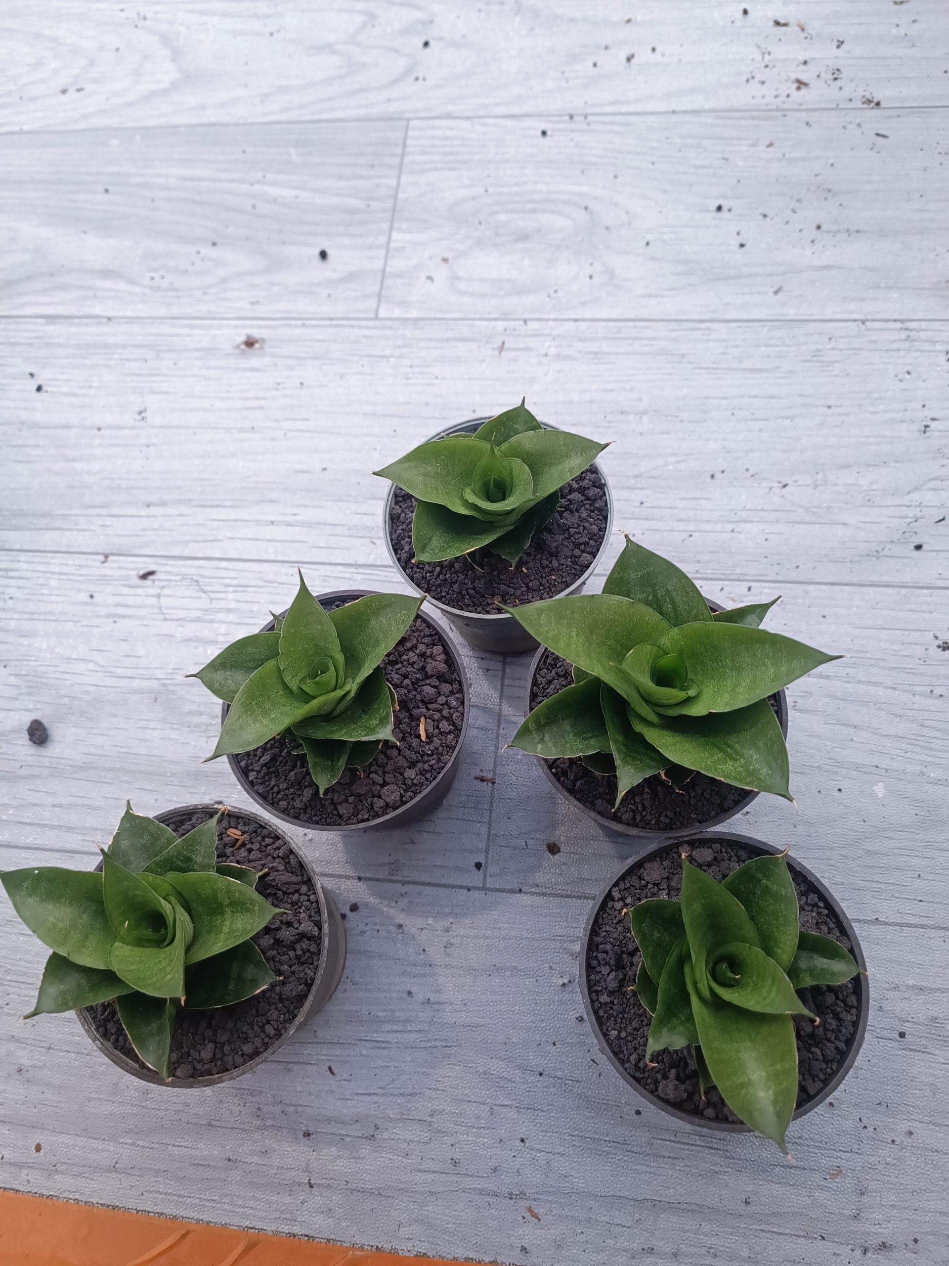 1539. Sansevieria Siela Size 8 Cm 5 Pcs - Image 2