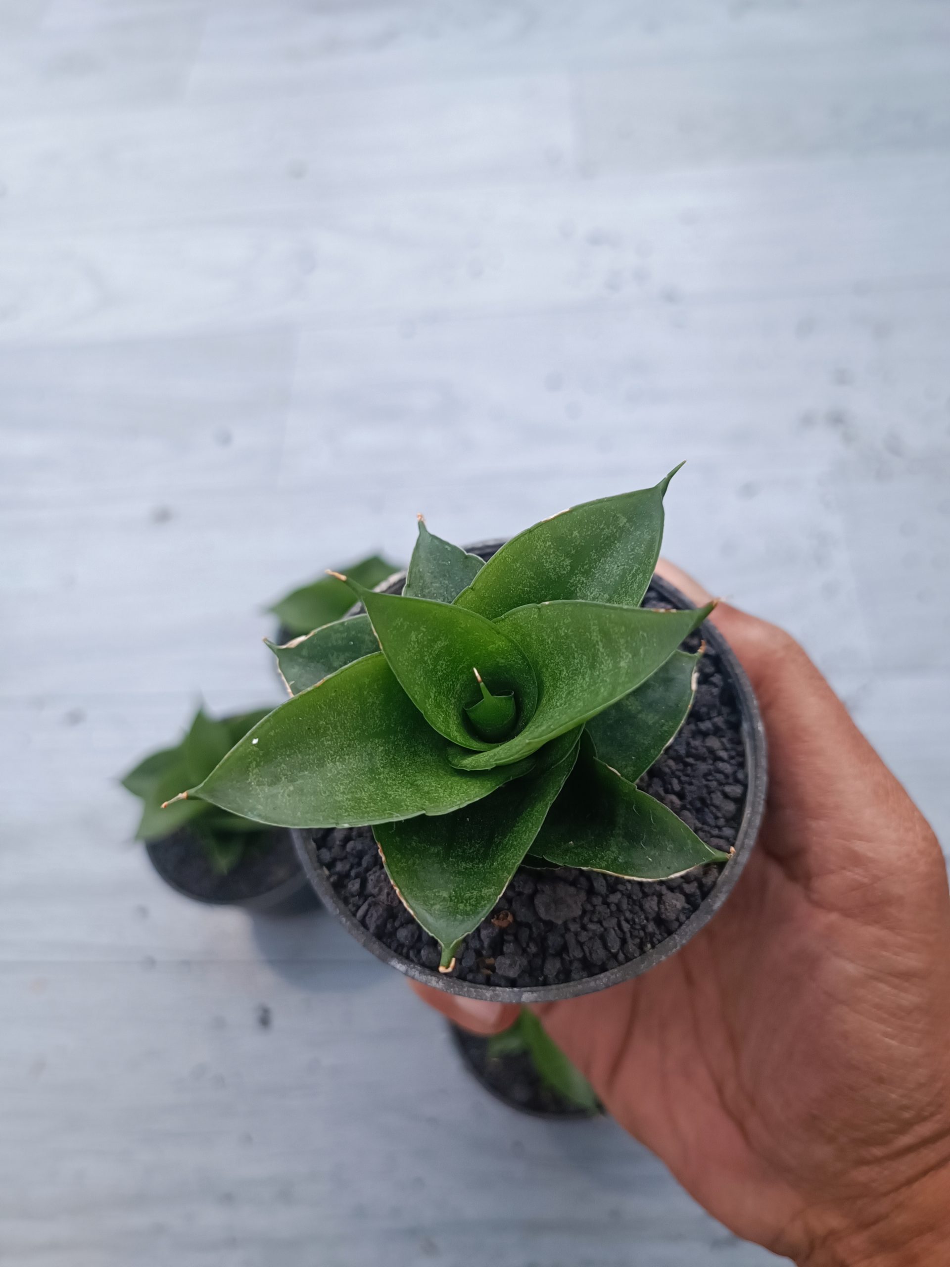 1539. Sansevieria Siela Size 8 Cm 5 Pcs - Image 3