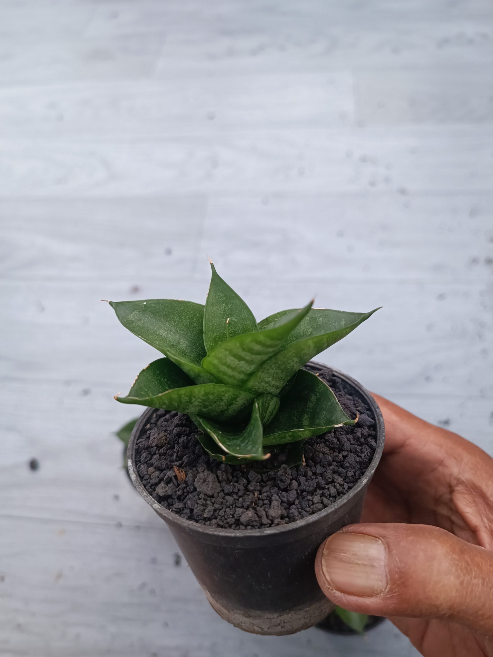 1539. Sansevieria Siela Size 8 Cm 5 Pcs - Image 4