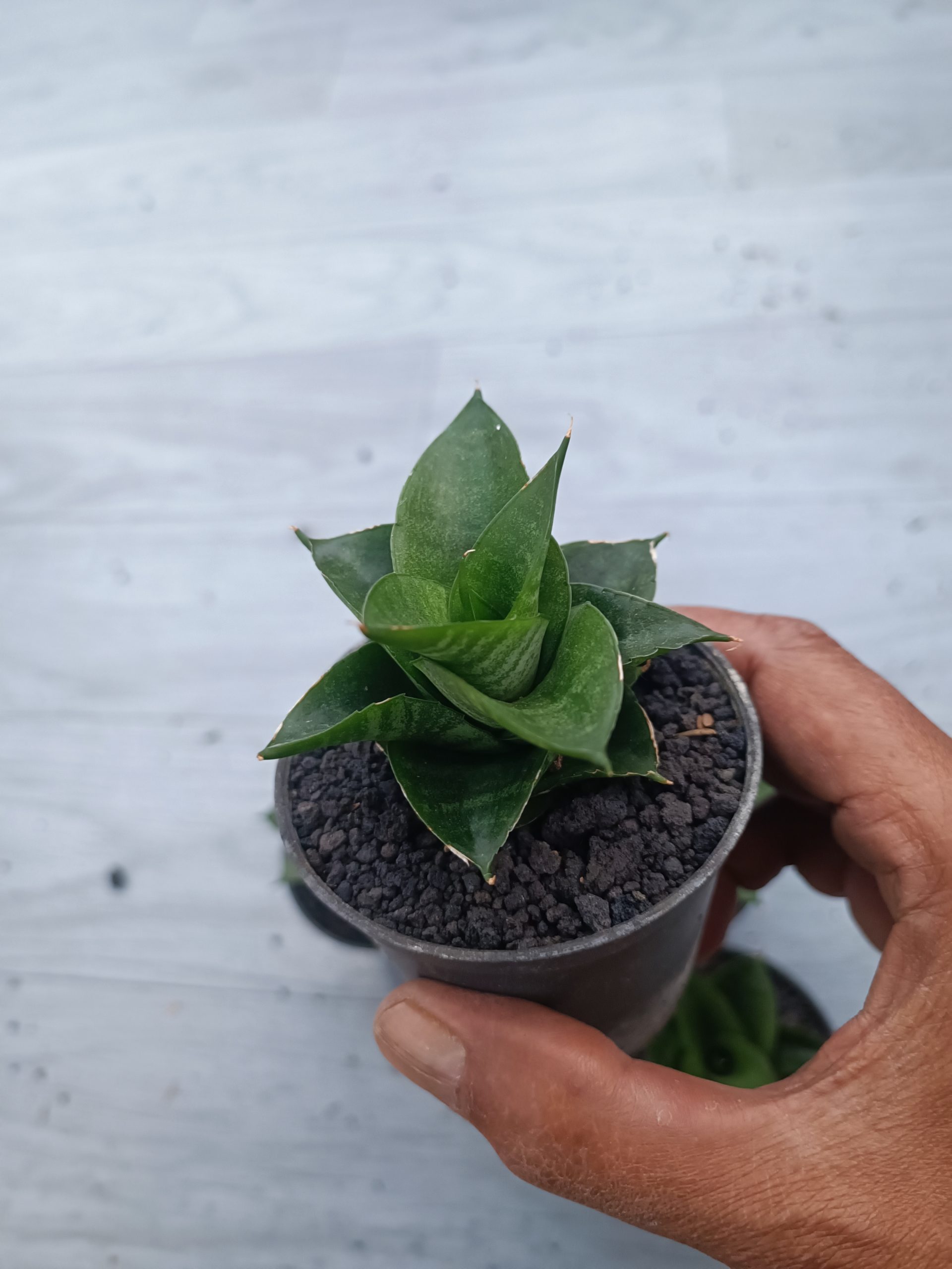 1539. Sansevieria Siela Size 8 Cm 5 Pcs - Image 5