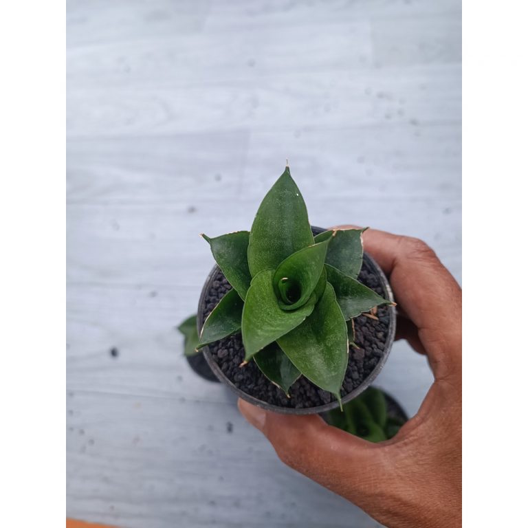 1539. Sansevieria Siela Size 8 Cm 5 Pcs