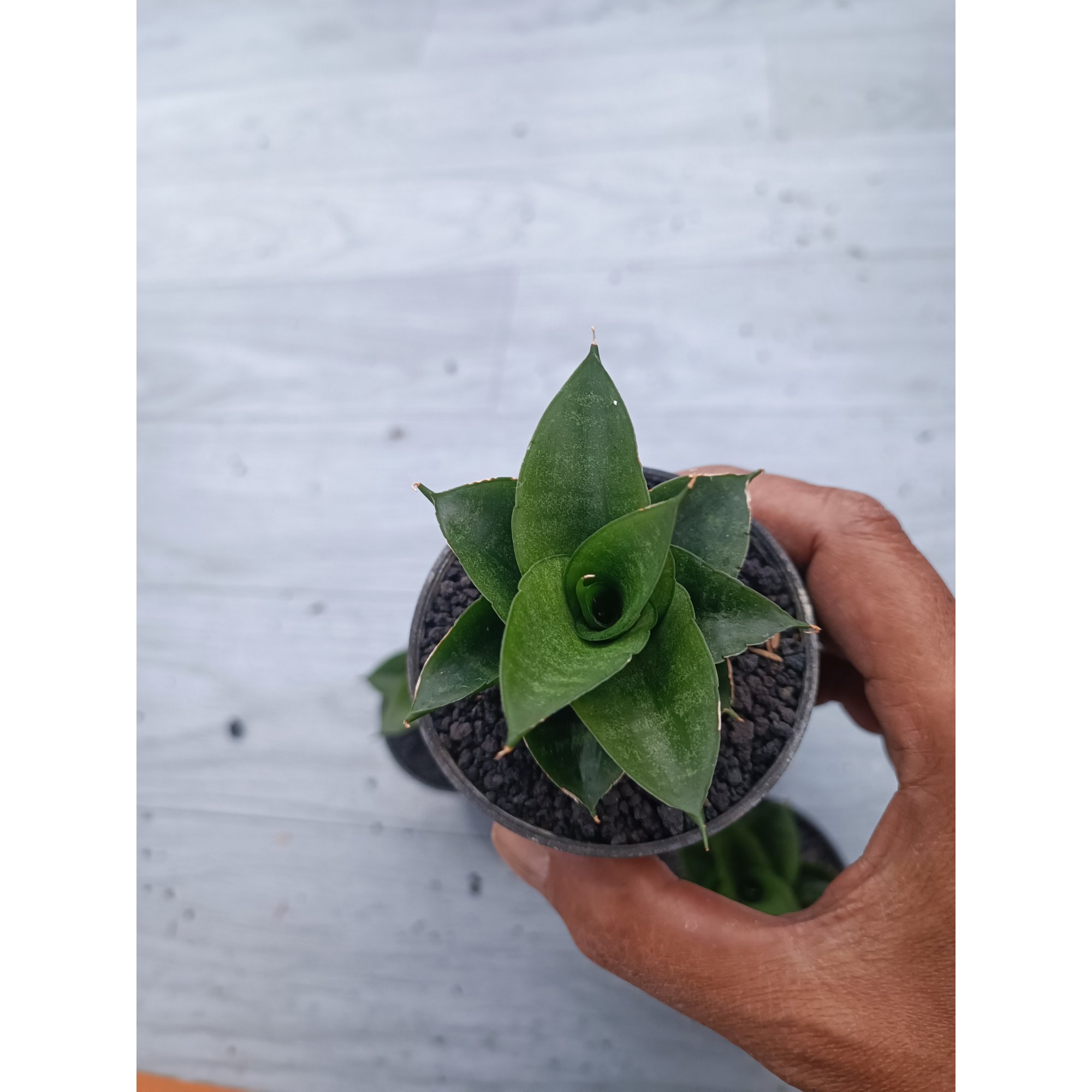 1539. Sansevieria Siela Size 8 Cm 5 Pcs
