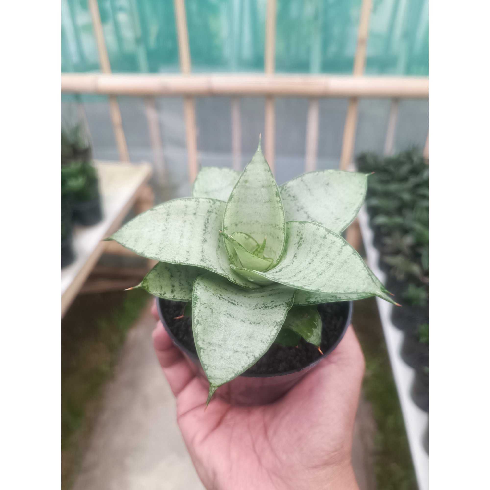1428. Sansevieria Siliwangi
