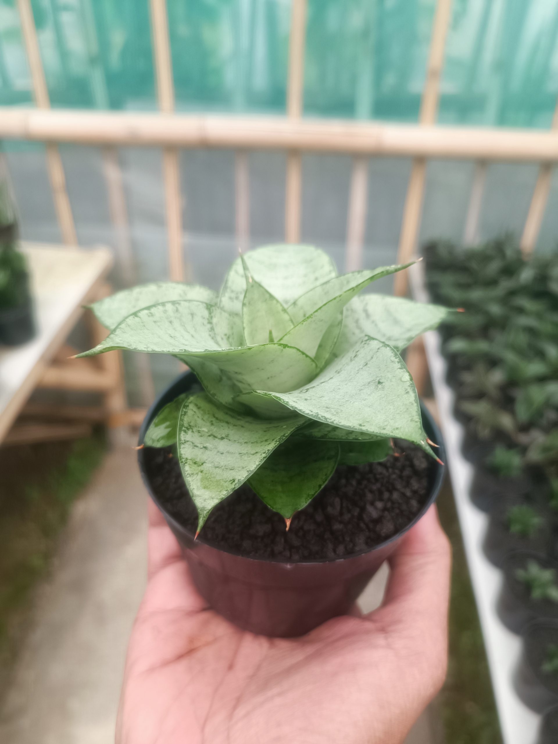 1428. Sansevieria Siliwangi - Image 3