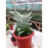 1597. Sansevieria Siliwangi size 18 cm
