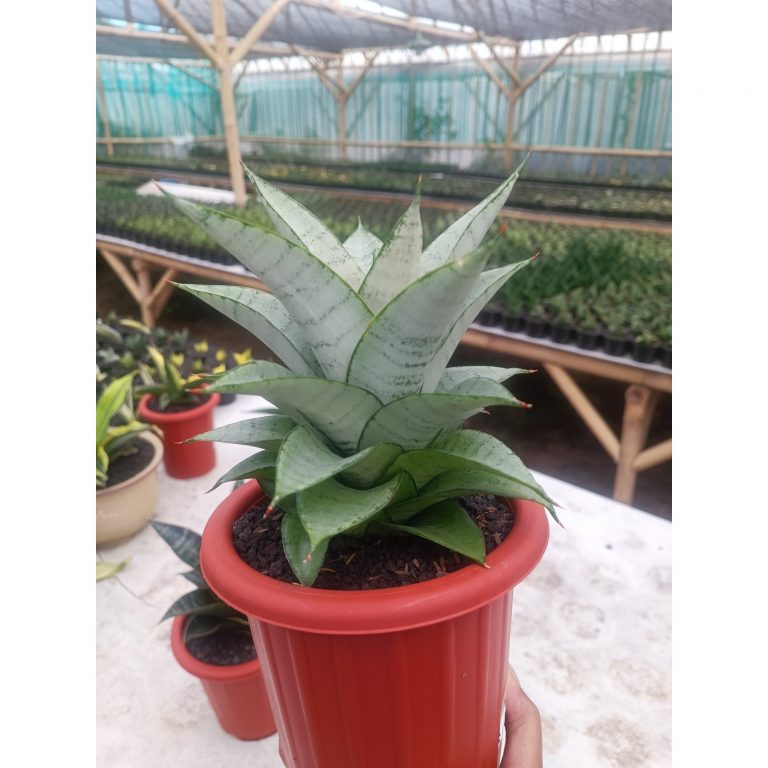 1597. Sansevieria Siliwangi size 18 cm