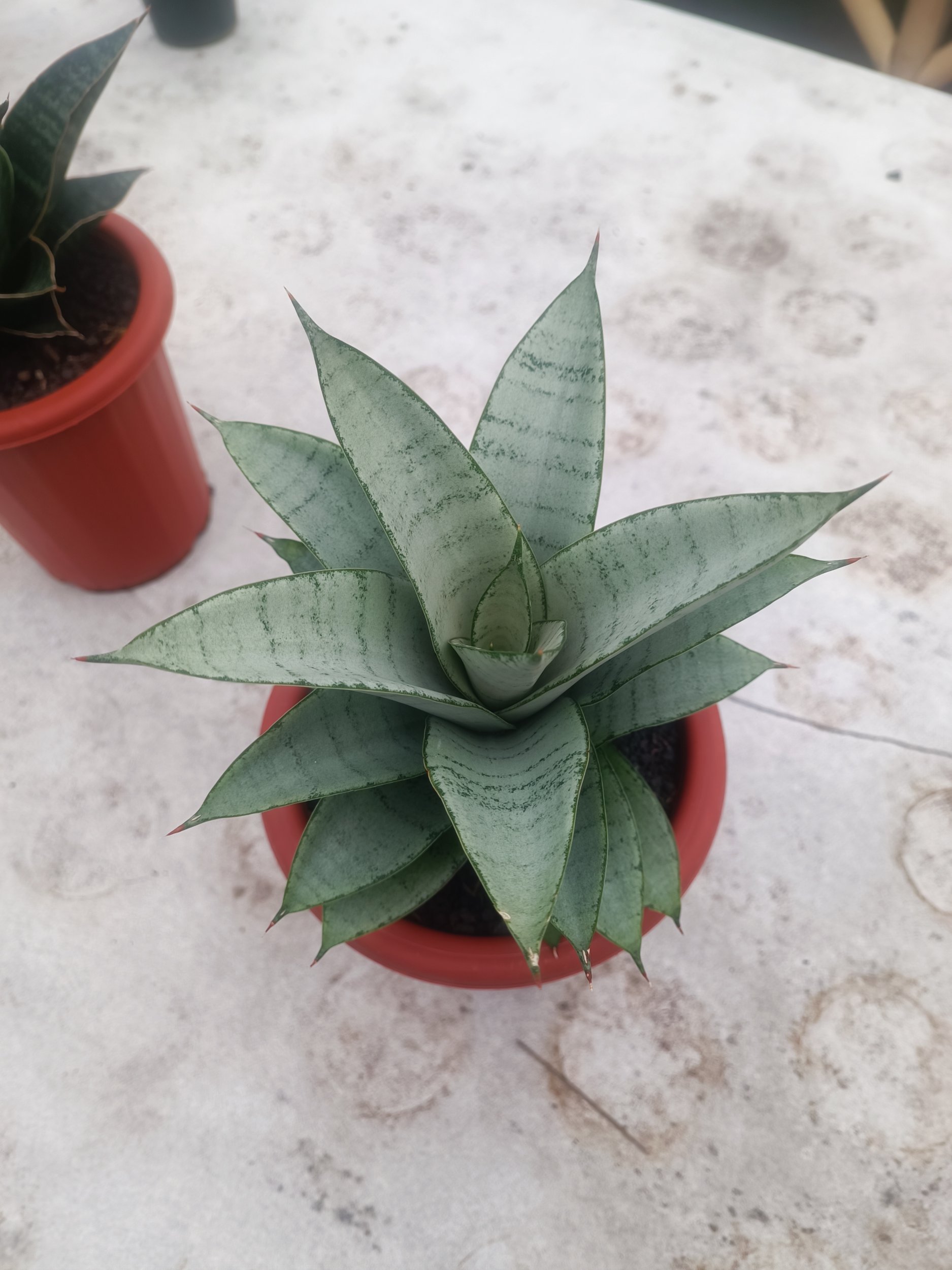 1597. Sansevieria Siliwangi size 18 cm - Image 2