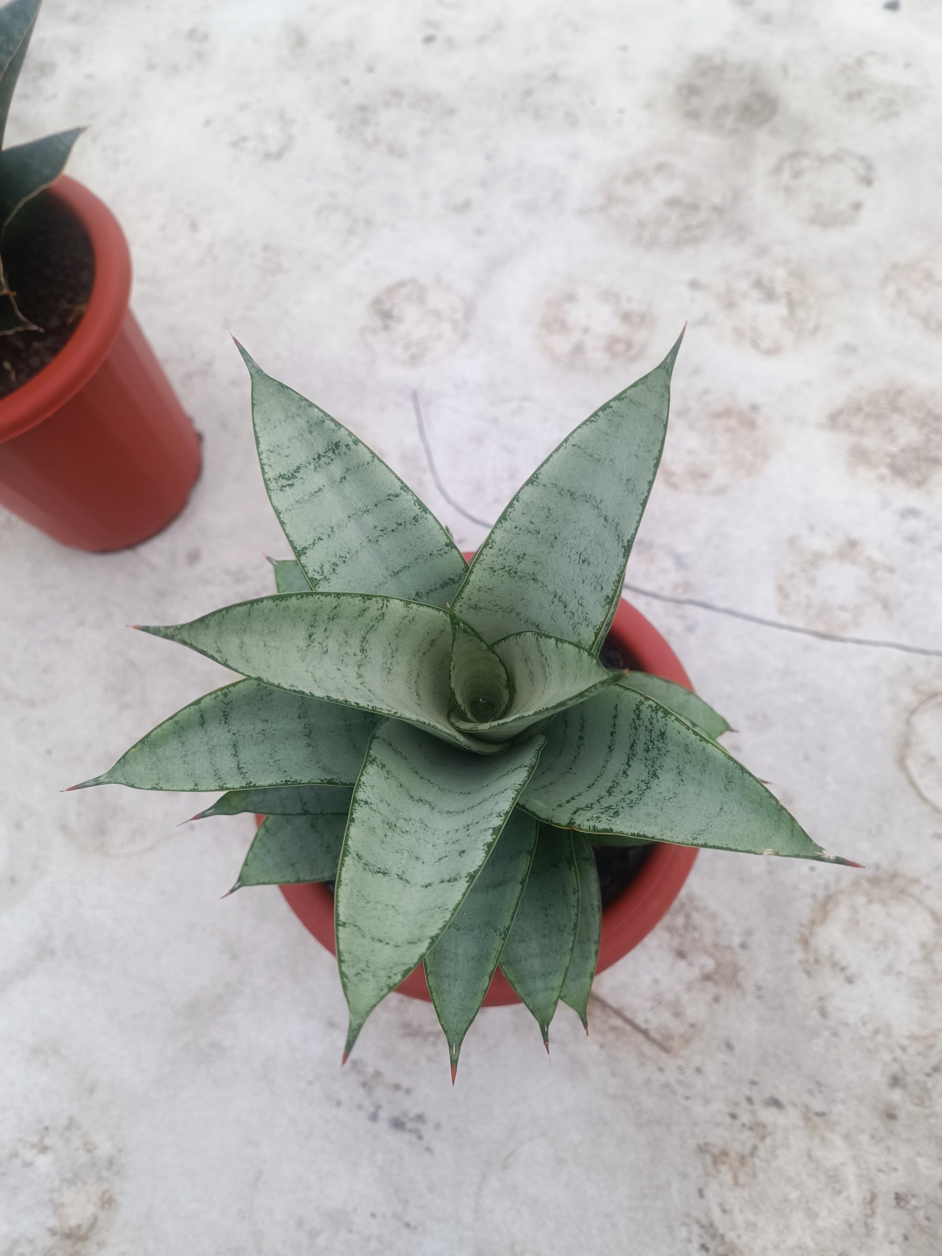 1597. Sansevieria Siliwangi size 18 cm - Image 3