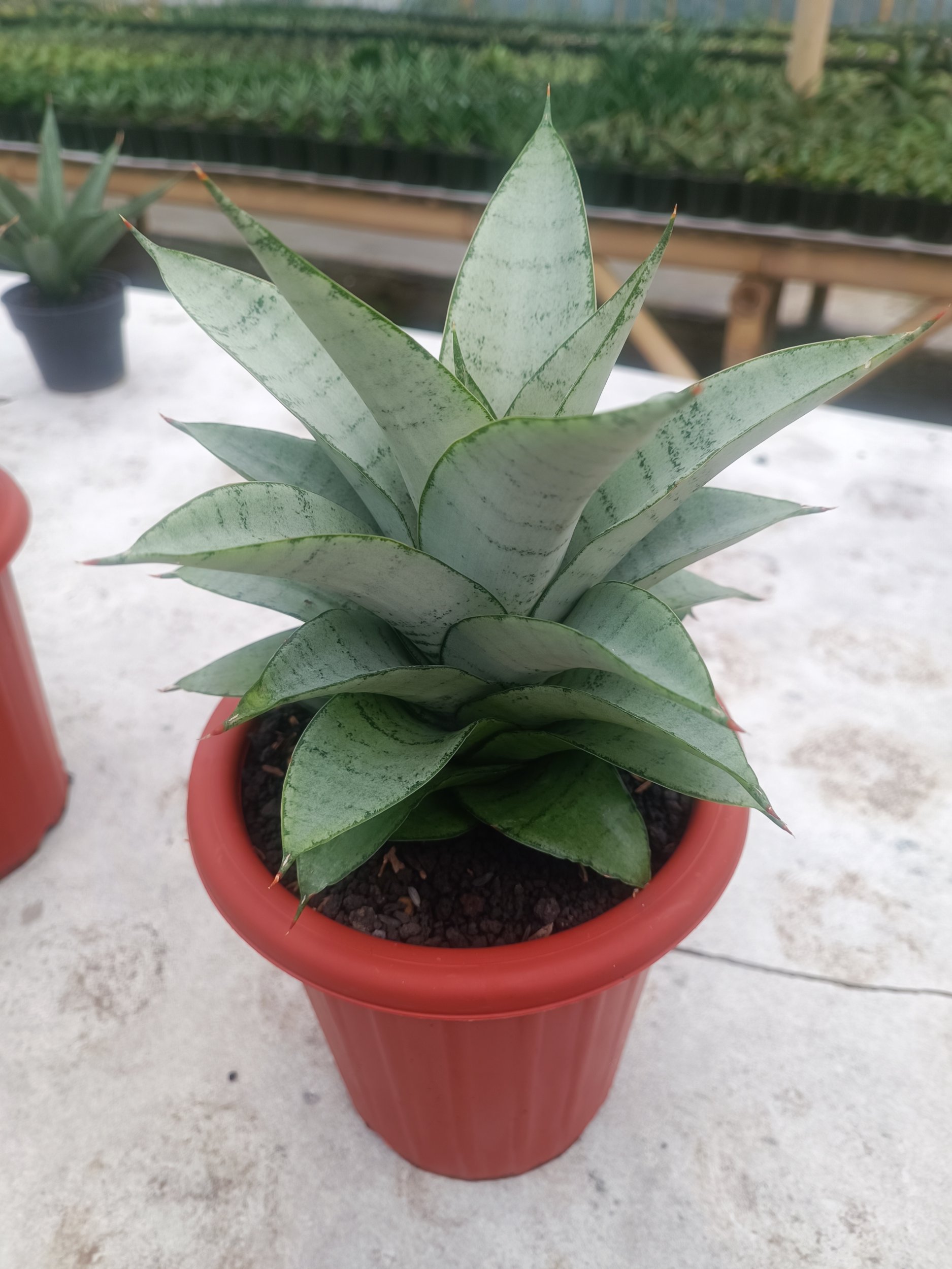 1597. Sansevieria Siliwangi size 18 cm - Image 4