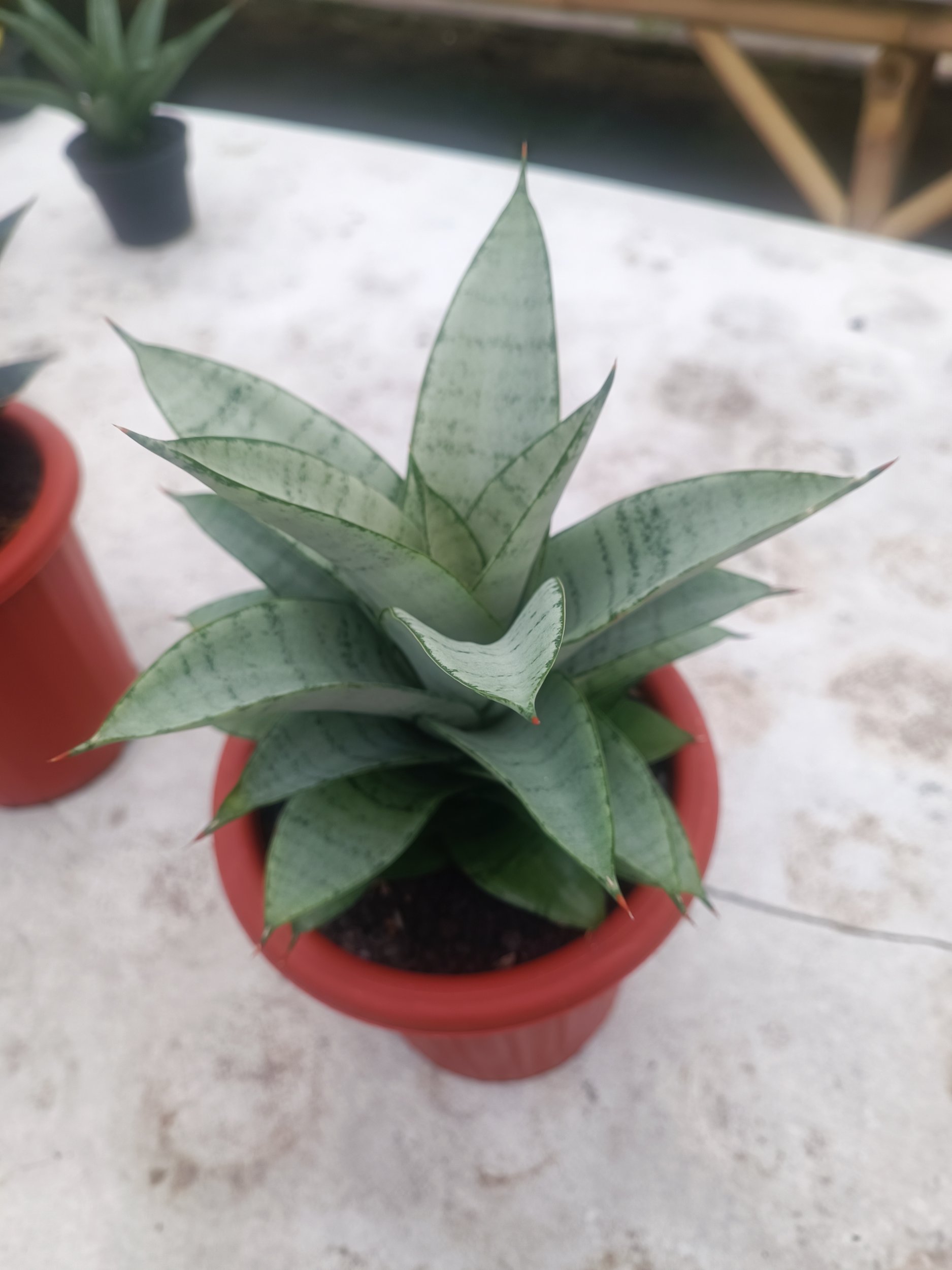1597. Sansevieria Siliwangi size 18 cm - Image 5
