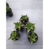 1545. Sansevieria Silver Beauty 5 Pcs