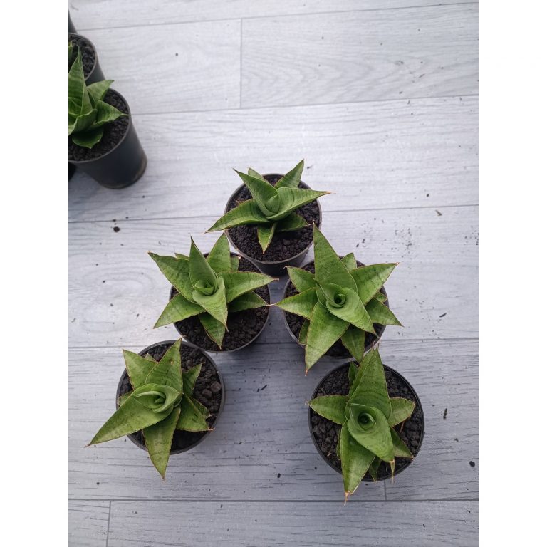 1545. Sansevieria Silver Beauty 5 Pcs