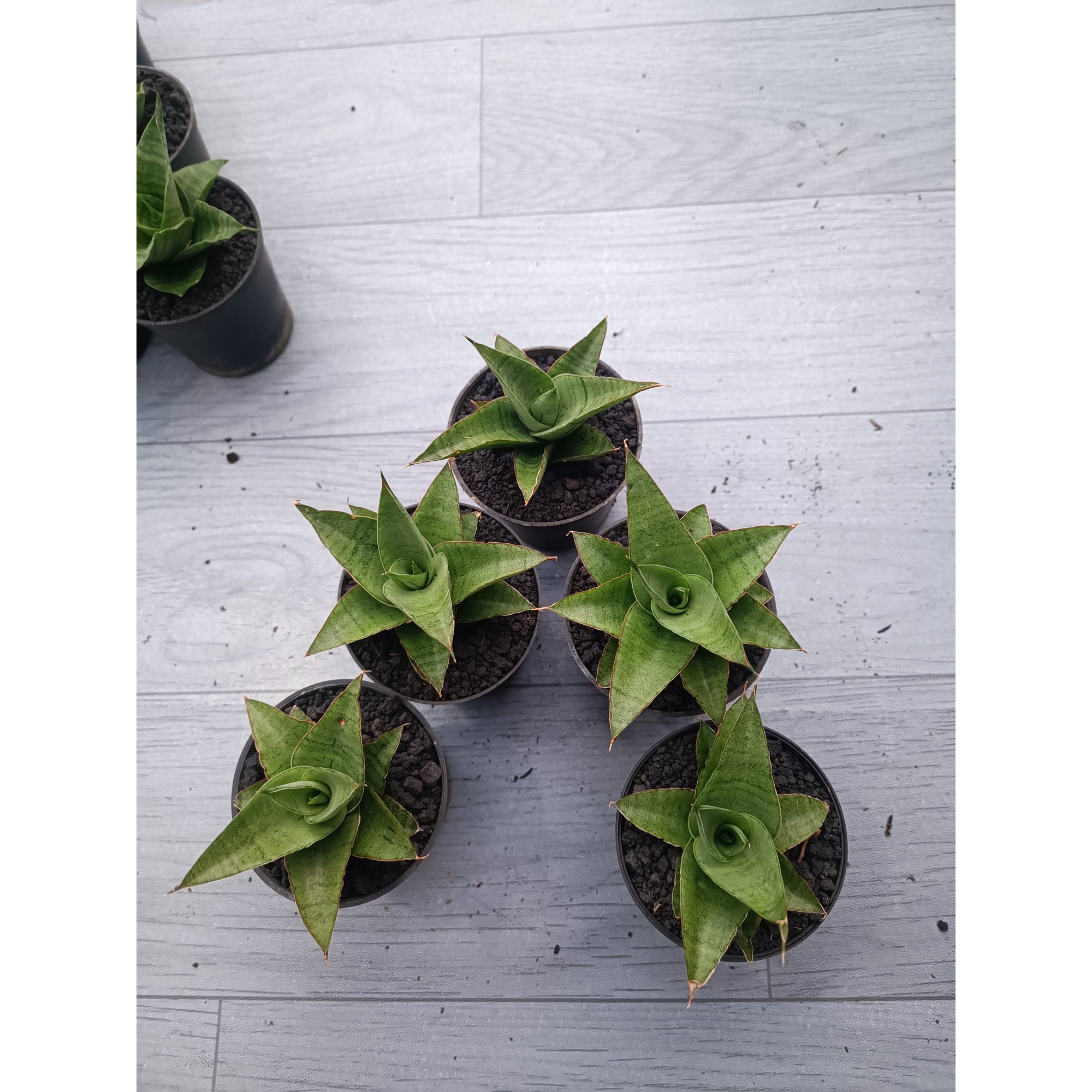 1545. Sansevieria Silver Beauty 5 Pcs