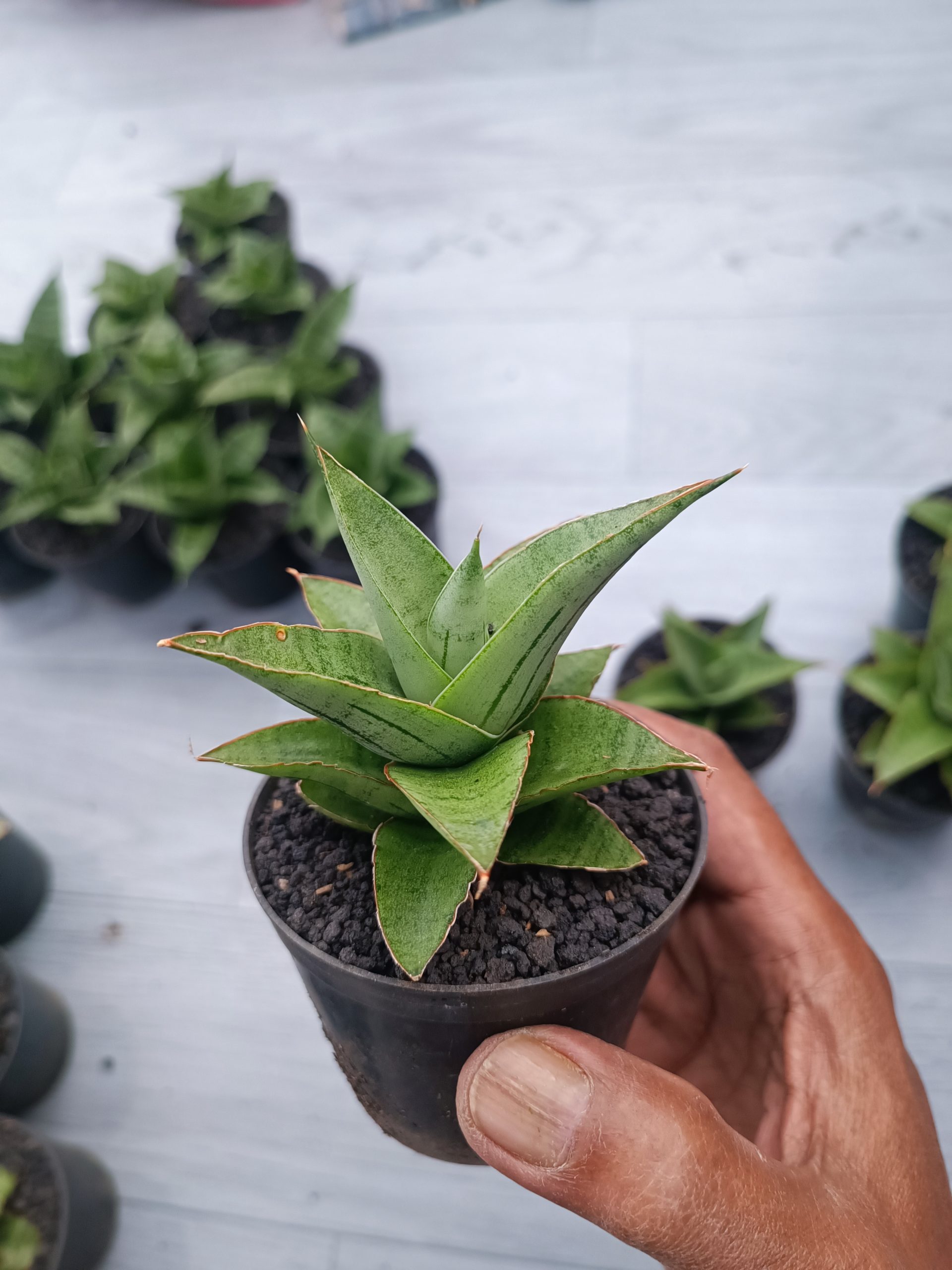1545. Sansevieria Silver Beauty 5 Pcs - Image 2