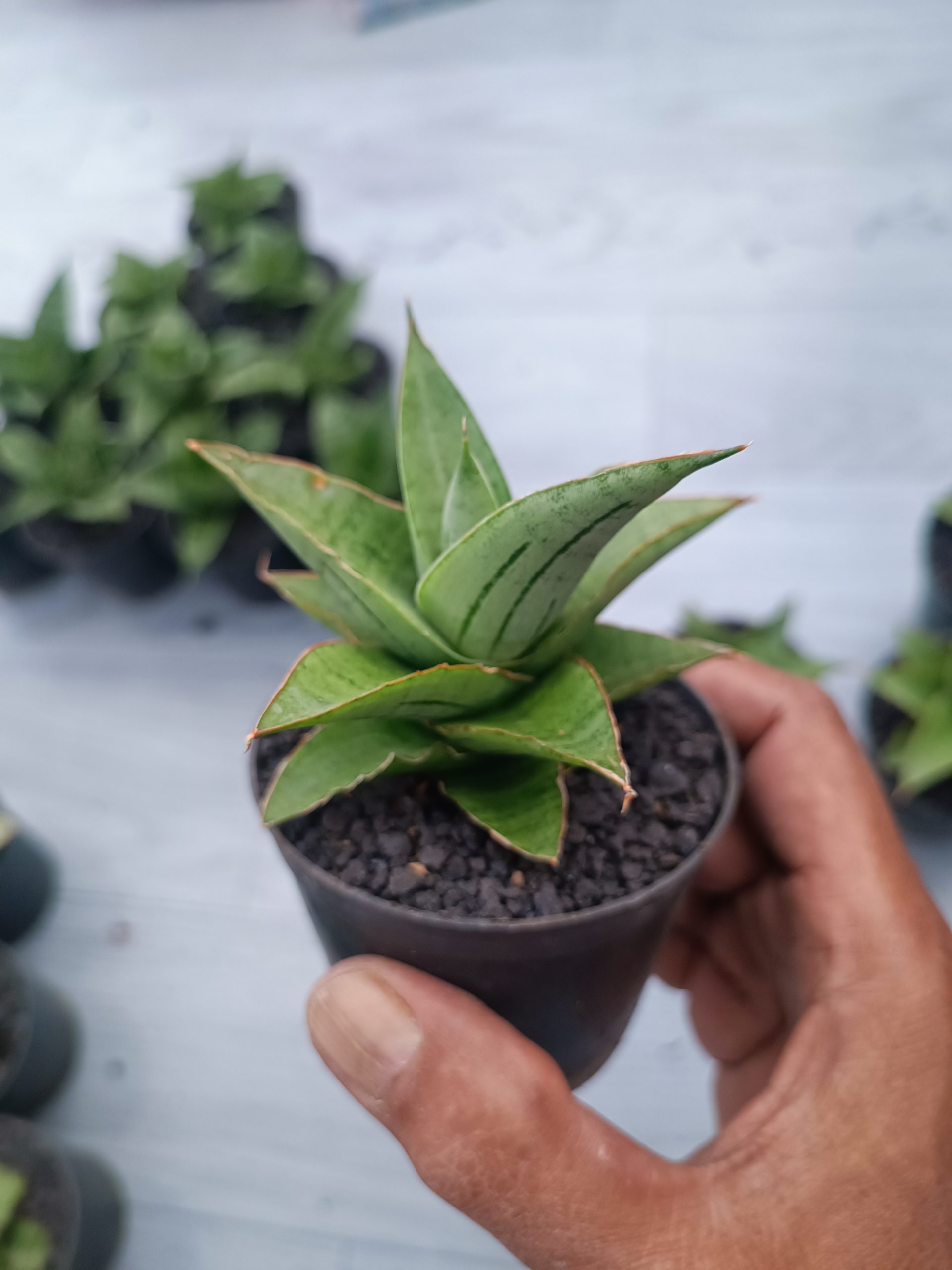 1545. Sansevieria Silver Beauty 5 Pcs - Image 3