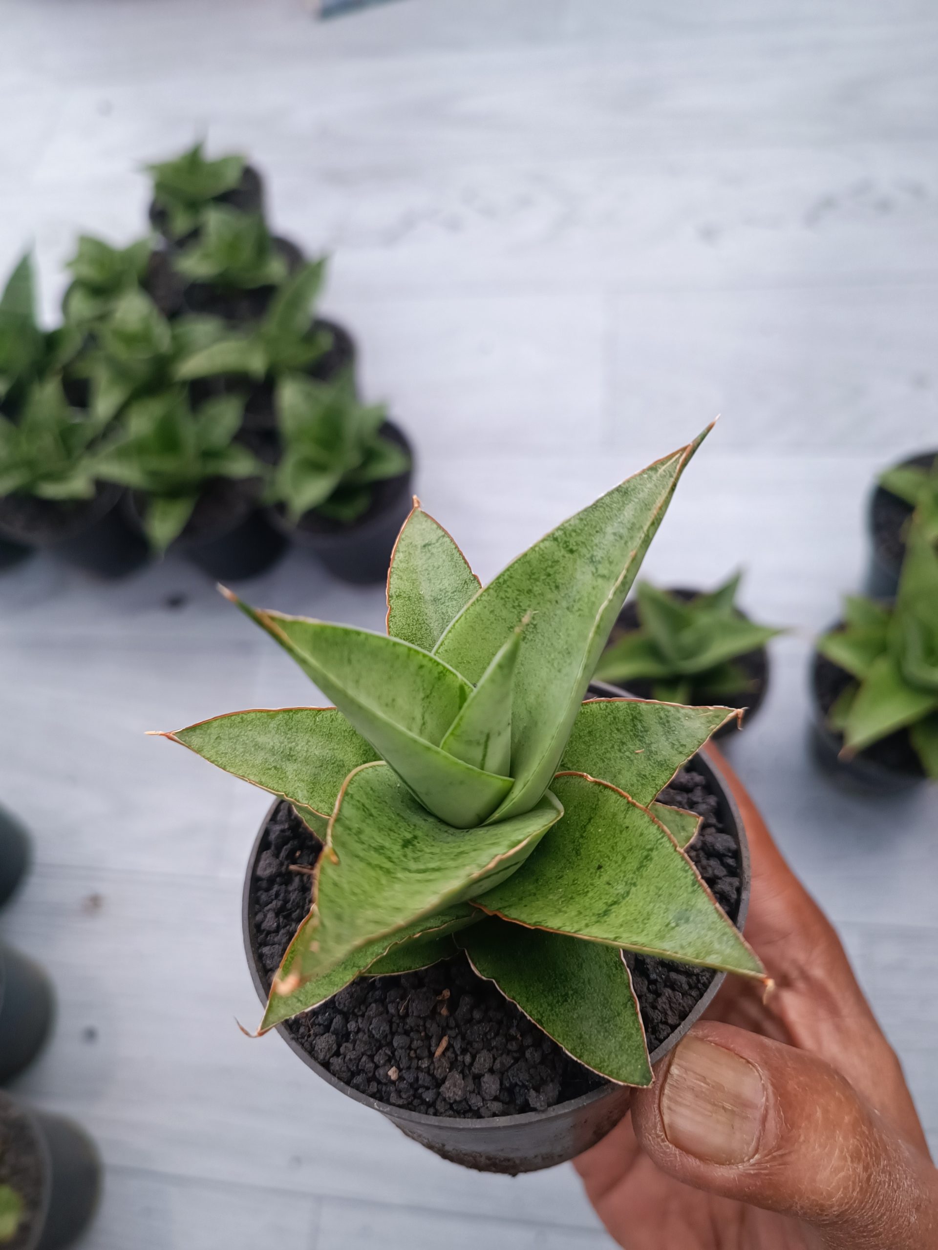1545. Sansevieria Silver Beauty 5 Pcs - Image 5