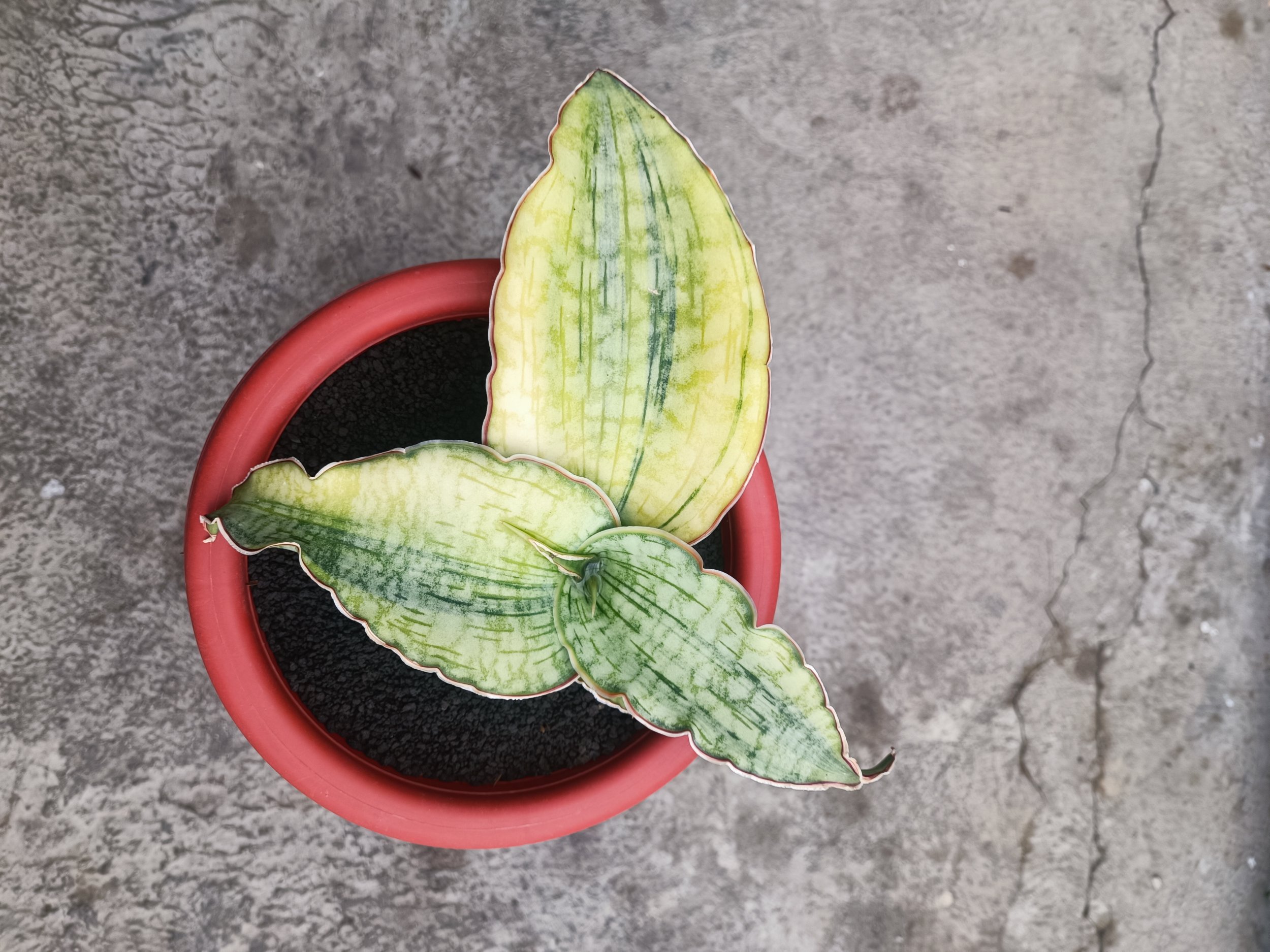 1691. Sansevieria Silver Blue Aurea Variegated Size 15 Cm - Image 2