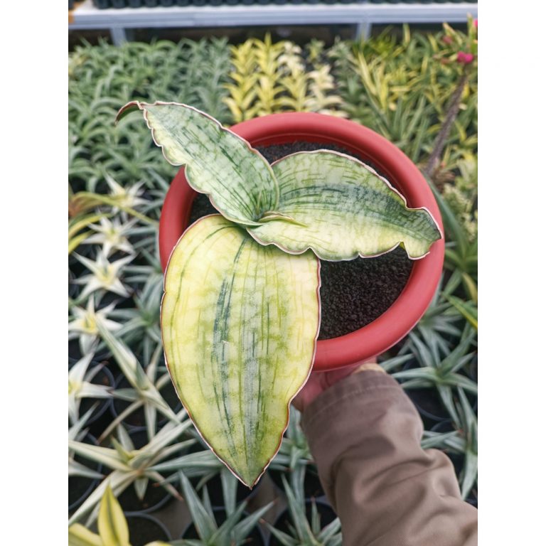 1691. Sansevieria Silver Blue Aurea Variegated Size 15 Cm