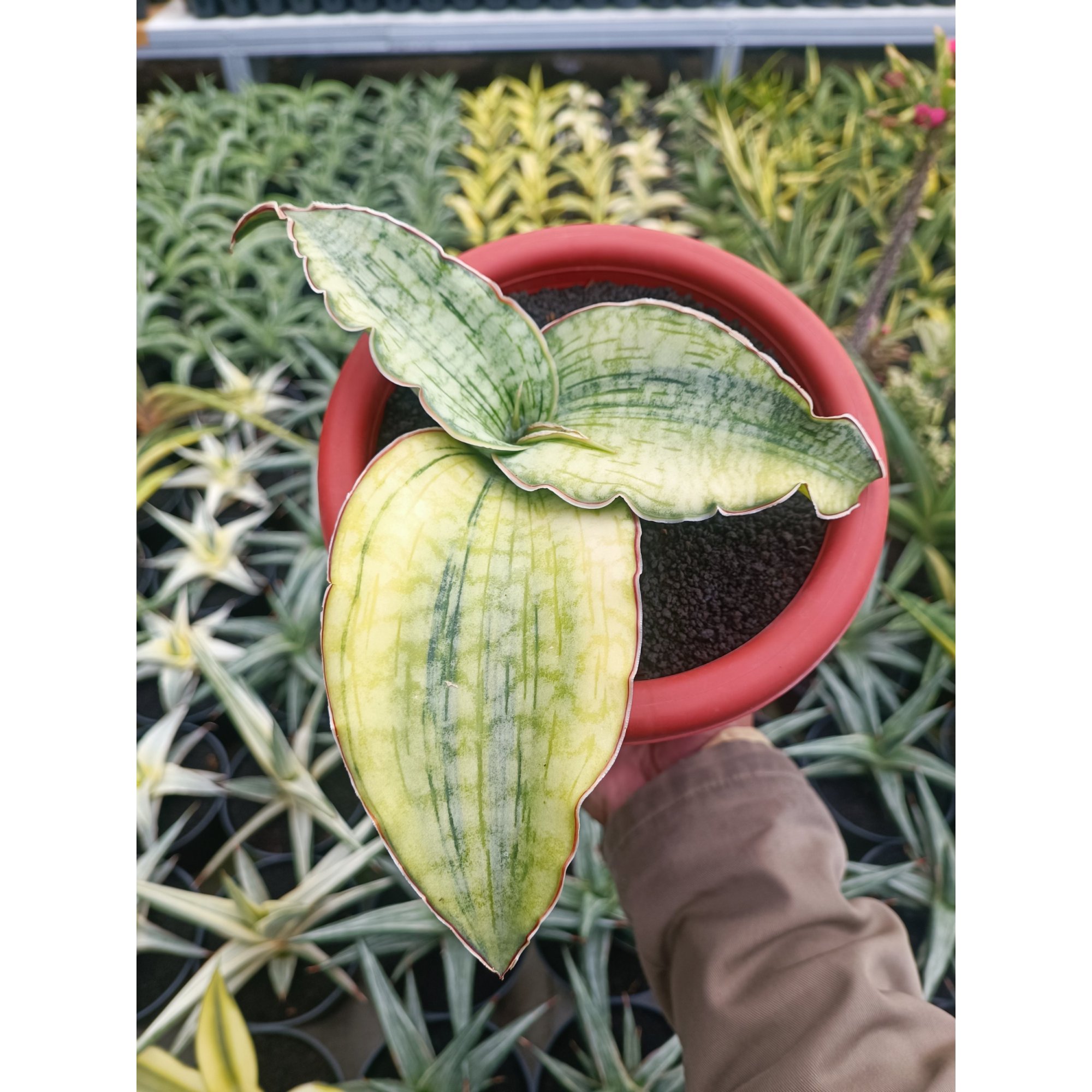 1691. Sansevieria Silver Blue Aurea Variegated Size 15 Cm