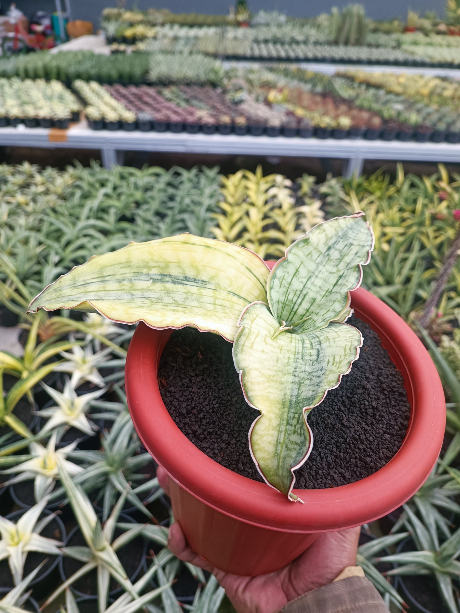 1691. Sansevieria Silver Blue Aurea Variegated Size 15 Cm - Image 3