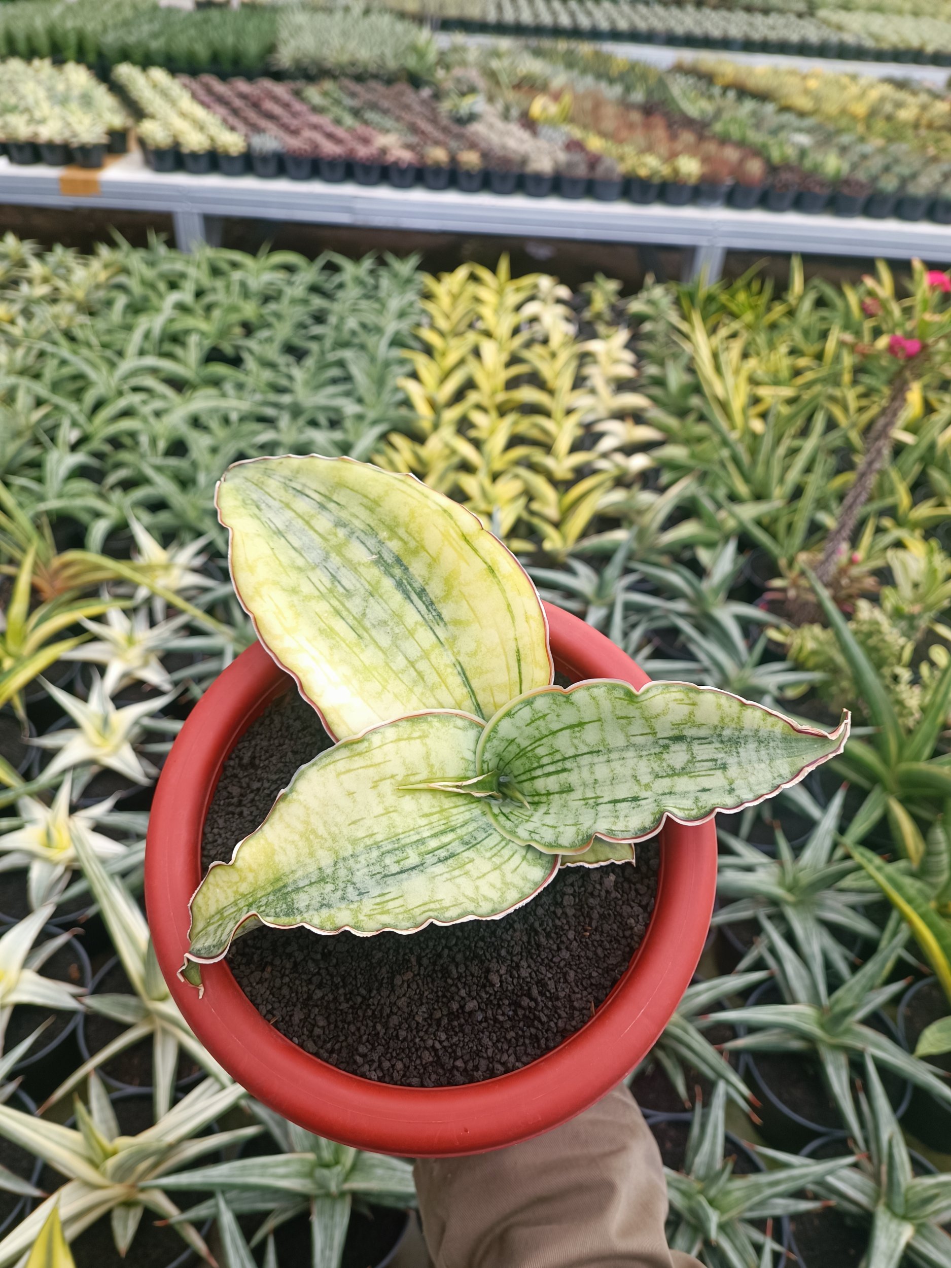1691. Sansevieria Silver Blue Aurea Variegated Size 15 Cm - Image 4