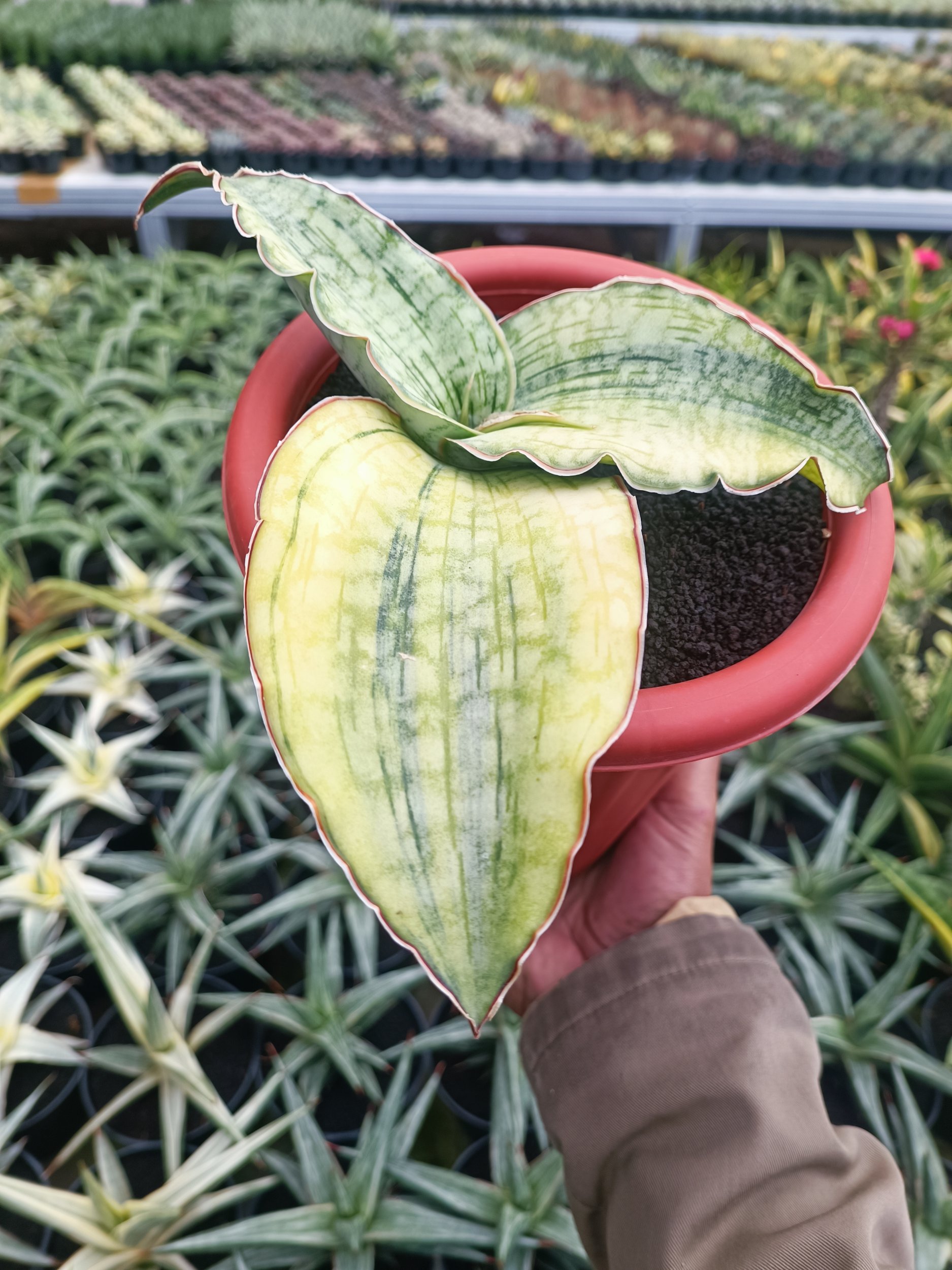 1691. Sansevieria Silver Blue Aurea Variegated Size 15 Cm - Image 5