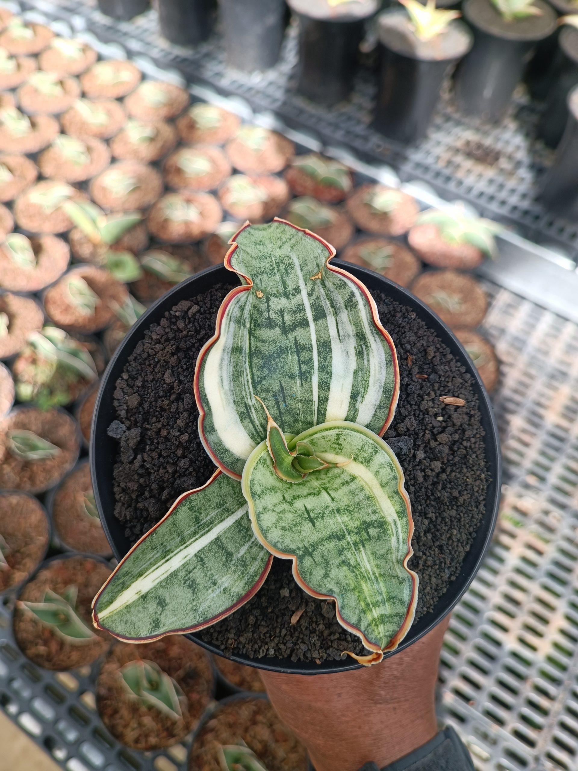 1782. Sansevieria Silver Blue Variegated - Image 6