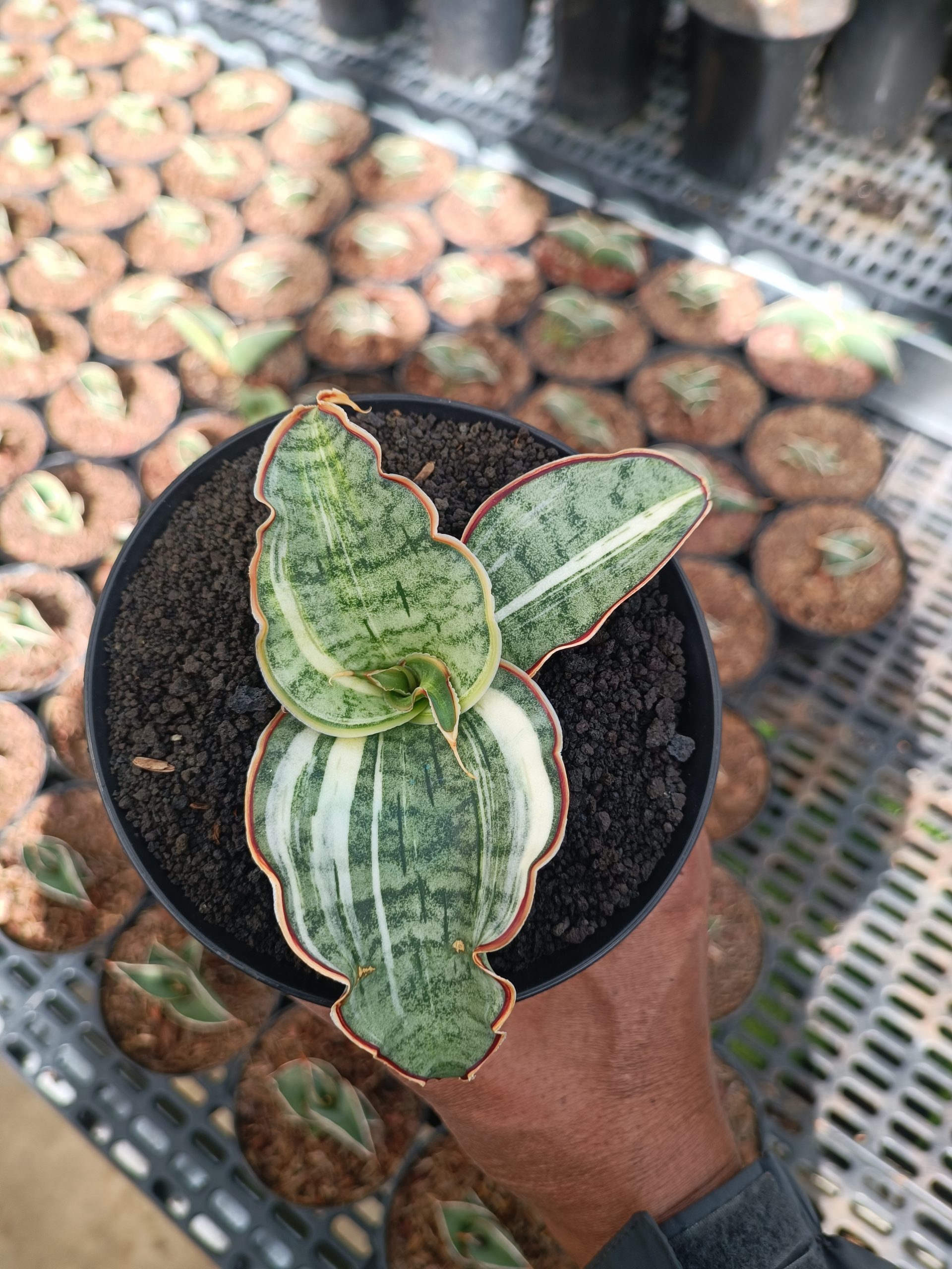 1782. Sansevieria Silver Blue Variegated - Image 5