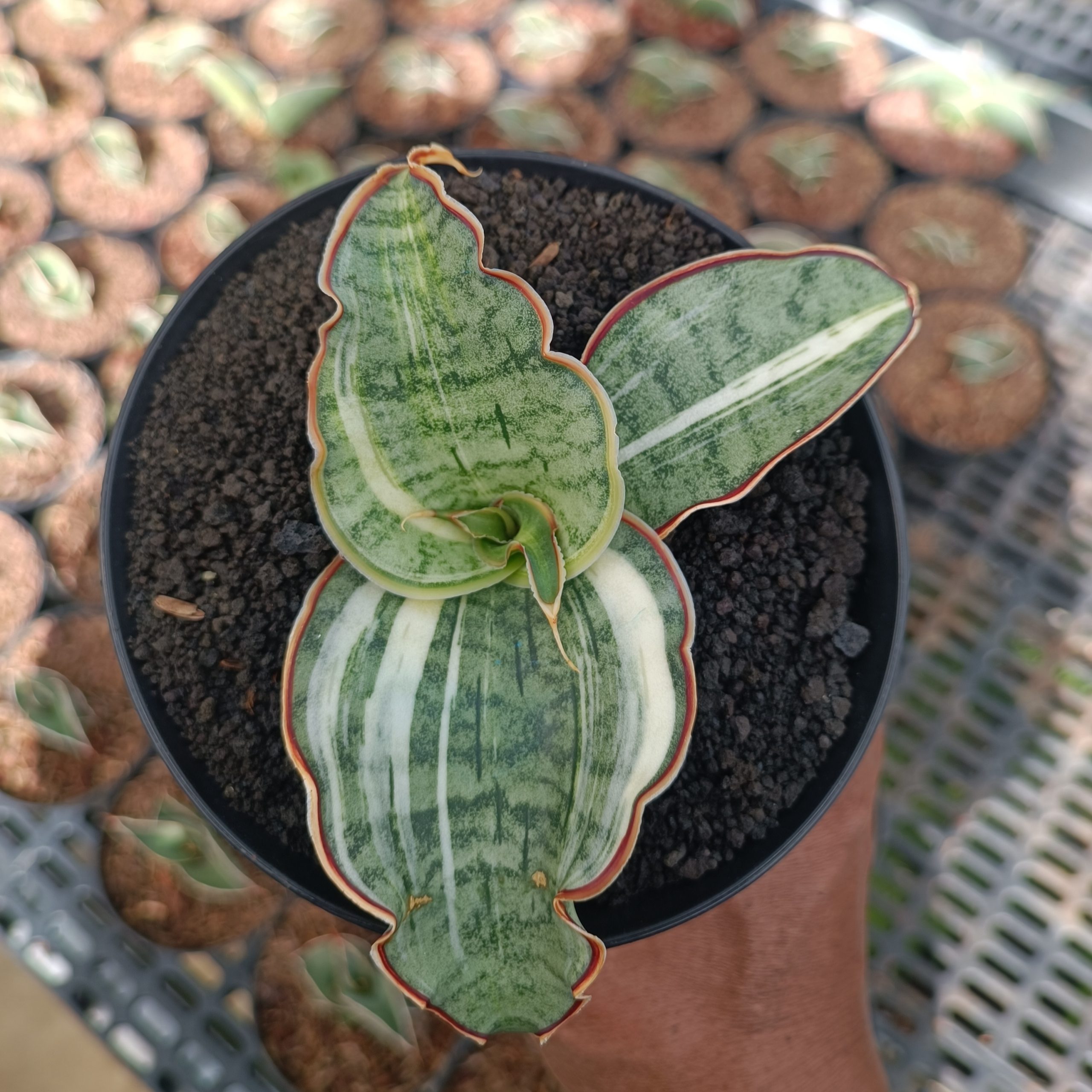 1782. Sansevieria Silver Blue Variegated