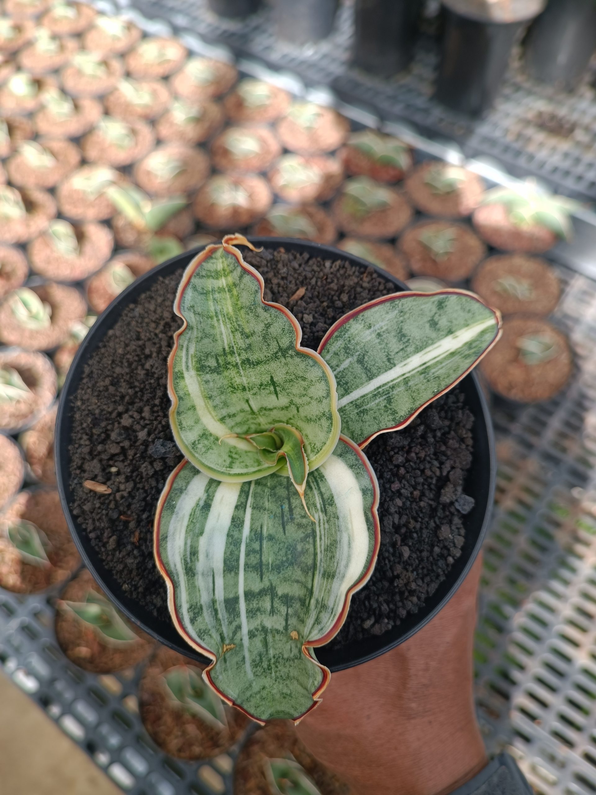 1782. Sansevieria Silver Blue Variegated - Image 3