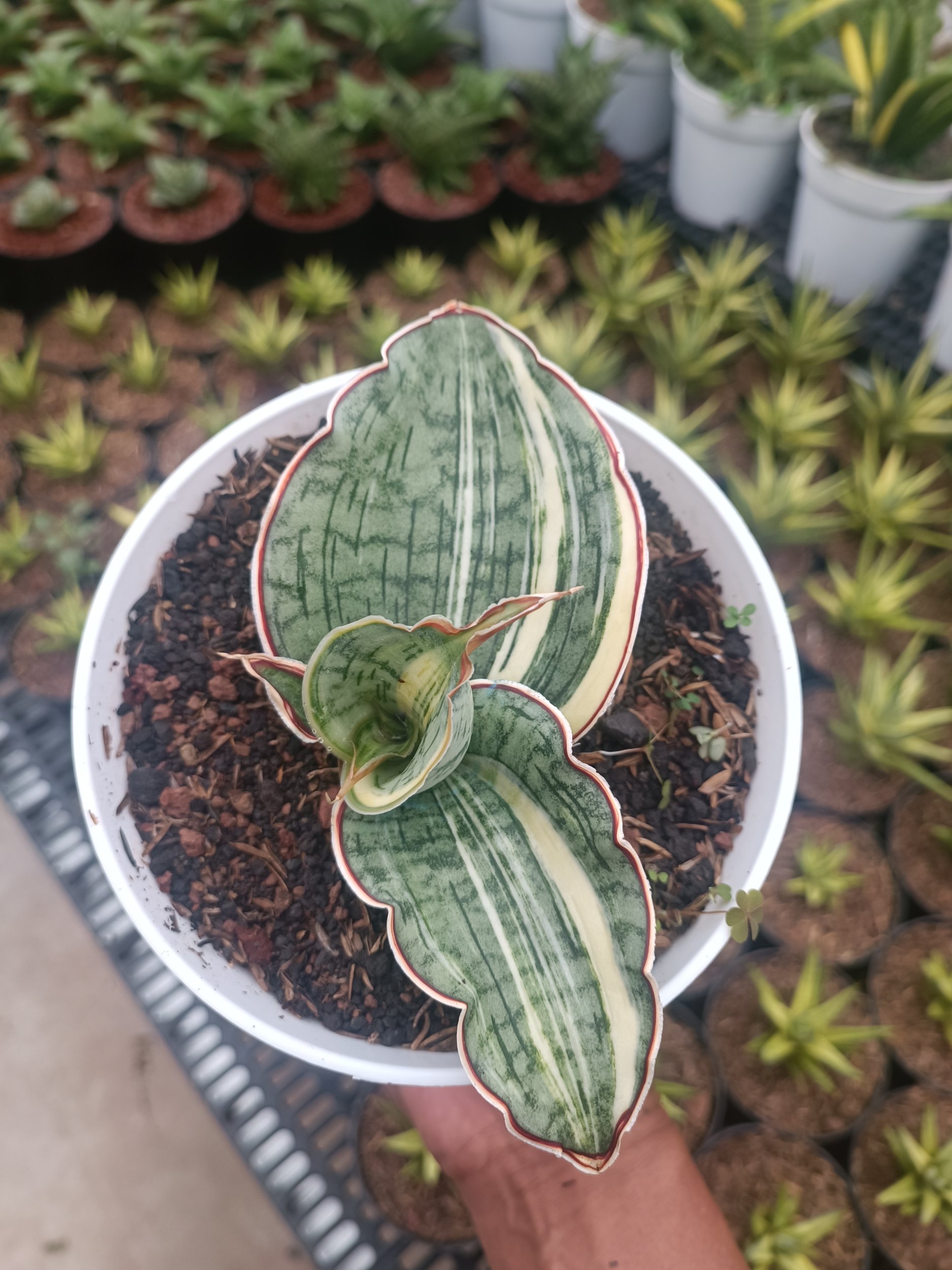 1782. Sansevieria Silver Blue Variegated - Image 2